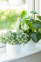houseplant fittonia albivenis and peperomia in white flowerpot
