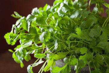 fresh cilantro herb in pot