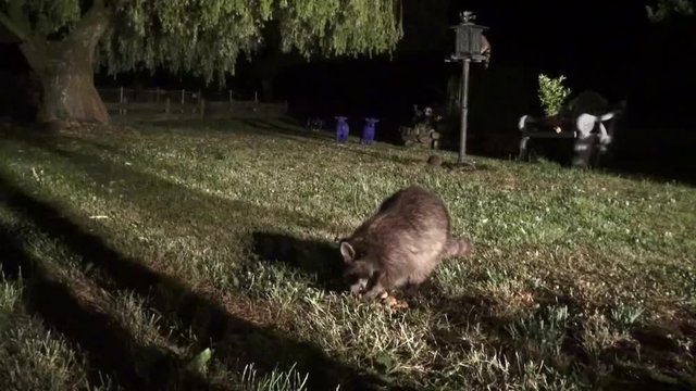 Raccoon has discovered the advantages of the city. The food supply is greater than in natural habitats and easily available at all times. He watches the cameraman without shyness