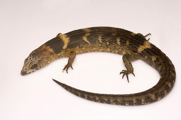 Skink, Tropidophorus sp, Scincidae, Manu,Tripura, India