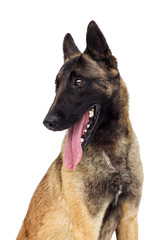 Belgian Shepherd Malinois Looking Over White Background