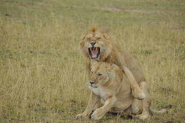 Fototapeta na wymiar Löwenpaar beim Liebesspiel