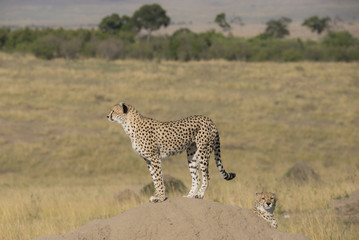 Naklejka premium Gepard mit Weitblick