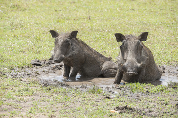 Warzenschwein im Schlammbad
