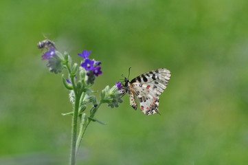Zerynthia cerisy. Allancastria cerisyi, the eastern festoon butterfly. Beautiful colorful butterfly on wild flower