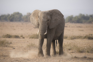 Fototapeta na wymiar Elefant in der Masai Mara