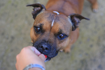 Staffordshire bull terrier attentive