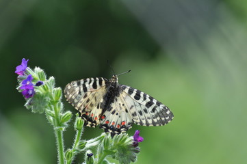 Zerynthia cerisy. Allancastria cerisyi, the eastern festoon butterfly. Beautiful colorful butterfly...