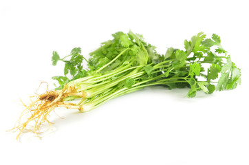 Coriandrum sativum leaves