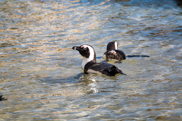 Jackass penguins swimming in shallow clear water one looking at the camera.