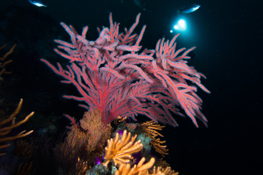 (Leptogorgia palma) Brightly coloured sea fan with its white feeding polyps extended, underwater.