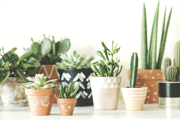 Modern composition of home garden filled a lot of plants in different hipster pots. White...