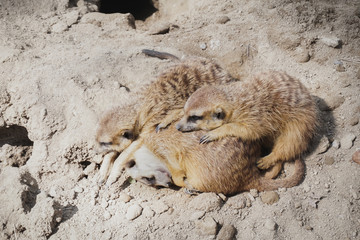 Group of Meerkat (Suricata suricatta) sleeping,Wildlife animal