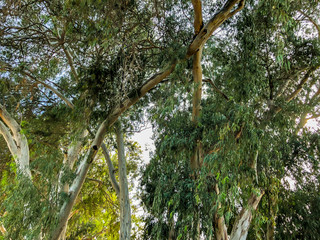 Beautiful old tree in the park. View from the bottom to the top.