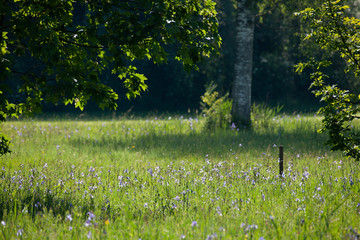Wiese mit blauen Schwertlilien © saumhuhn