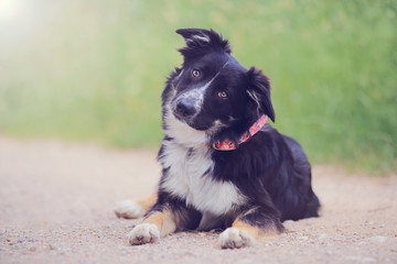 puppy border collie