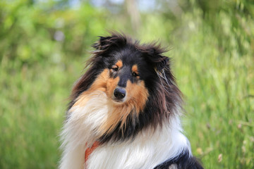 portrait of collie