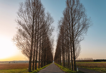 Obraz premium 夕暮れの並木道