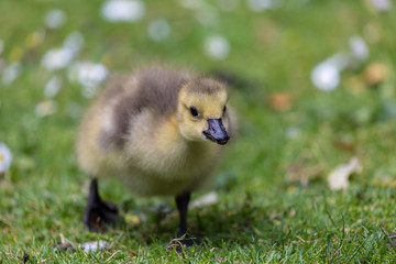young canadian goose