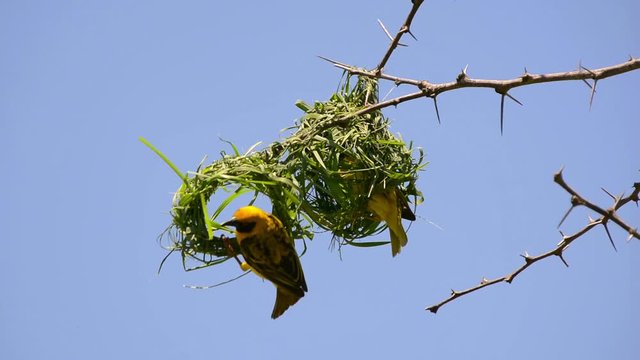 Weaver birds at nest building. Southern masked weaver bird. African masked weaver bird. Ploceus velatus.