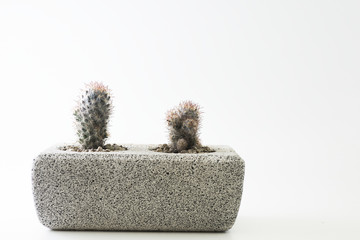 Cactus in a pot on a white background with empty space.