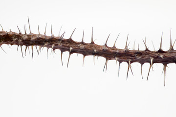 Thorns of a tree against a white background with space