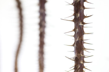 Thorn tree on a white background.