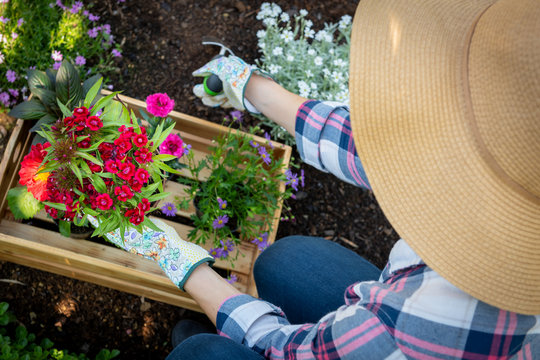 Unrecognizable Female Gardener Planting Flowers In Her Garden. Gardening Concept. Overhead View.