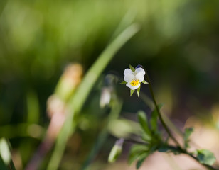 art photo of a wild pansy (viola) in the background of a green garden blurred background.Viola cornuta, horned pansy, tufted pansy.