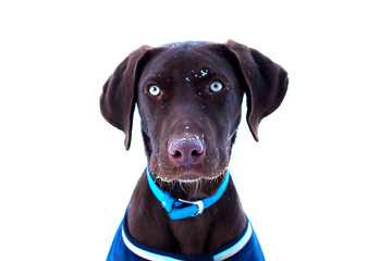 In the winter puppy kurtshaara on walk