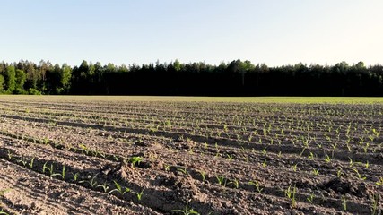 young corn field