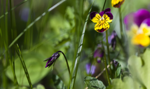 art photo of a wild pansy (viola) in the background of a green garden blurred background.Viola cornuta, horned pansy, tufted pansy.