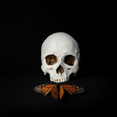 portrait of a human skull with a a monarch butterfly, photographed on black studio background.