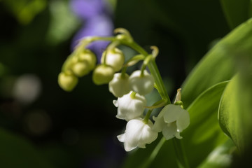 Lily of the valley is the smell of spring.