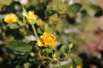 Yellow rose close-up. Flowers in the garden
