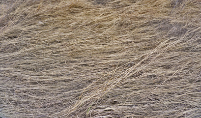 Fototapeta premium Hay background close up. Old hay texture. Dry grass. Natural background. Template or mock up. Wheat straw.