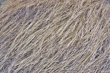 Hay background close up. Old hay texture. Dry grass. Natural background. Template or mock up. Wheat straw.