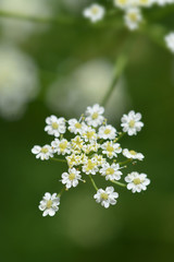 Cumin flowers