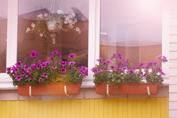Fototapeta na wymiar Flowers on the balcony. Petunia.