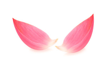 Lotus petal on white background