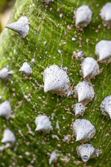 Close-up of Madagascar palm thorns