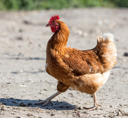 brown hen looking for food in the farm yard