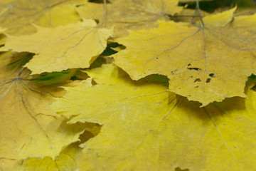 Tree with yellow leaves in sunset. Sun rays. Autumn natural scene. Beauty photo filter.
