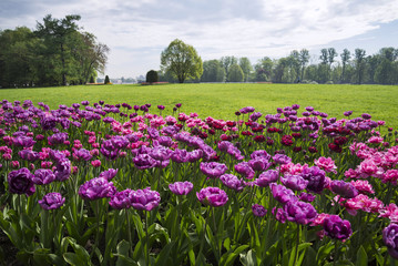 purple tulips on the flower bed