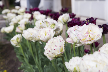 large Terry white tulips on the flower bed