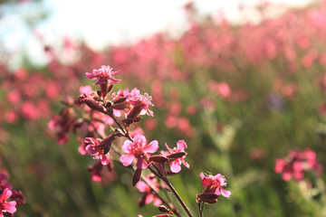 Summer spring  pink meadow background. One macro flower close up. Copy space. Sunny toning effect