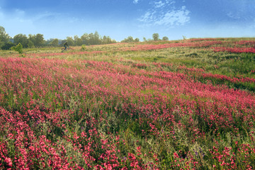Bicyclist among a field of bright pink flowers. Spring background