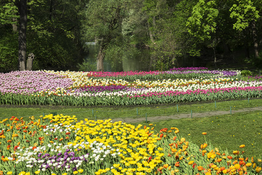 flower beds with tulips in the Park in the spring