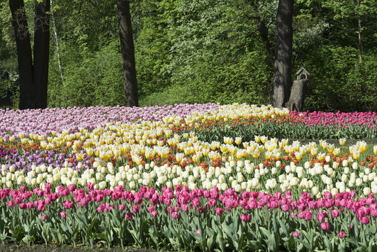 flower beds with tulips in the Park