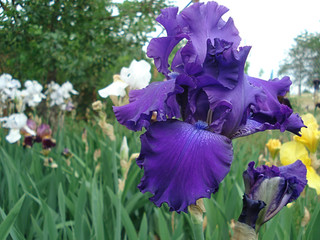 Lilac iris, garden flower close-up. The dew on the flower.